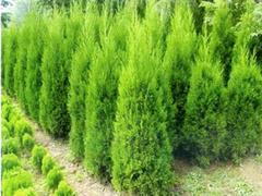 蜀桧专业供应商|山东绿化苗木图片|蜀桧专业供应商|山东绿化苗木产品图片由青州市红海花卉苗木公司生产提供-