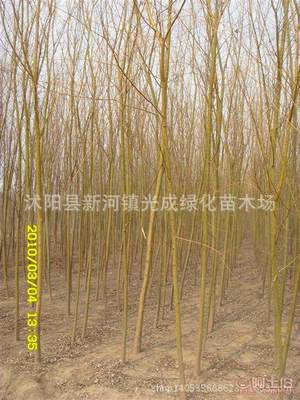 【直销垂柳苗绿化垂柳垂柳树苗绿化工程苗无病害易成活】沭阳县新河镇光成绿化苗木场 - 产品库
