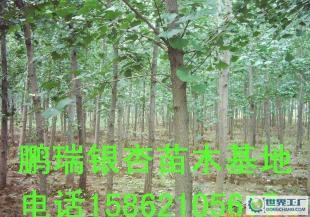 长期0各种规格银杏苗木,信誉第一,20公分6000左右._农副产品_世界工厂网中国产品信息库
