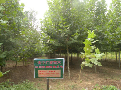 供应北京5公分4.5米裸根定杆法桐价格_农副产品_世界工厂网