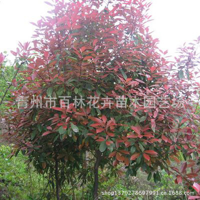 盆-不锈钢婴儿床 透明睡盆 B-36采购平台求购产品详情