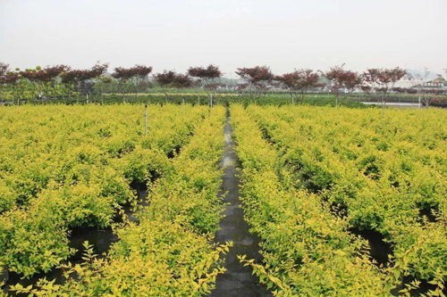 今年,苗圃发展的 阻 立 在哪儿