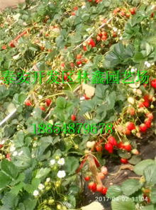 常德市 佐贺清香草莓苗 新闻 公司可以