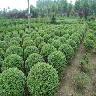 绿叶女贞球价格_绿叶女贞球产地_绿叶女贞球绿化苗木苗圃基地