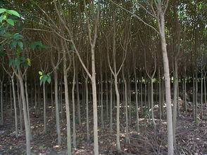 萧山苗木供应 高杆女贞