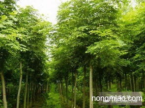 栾树直销 江苏沭阳盛大苗木场供应栾树 货源充足