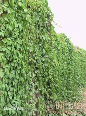 【辽宁五叶/三叶地锦 爬山虎小苗 新疆爬山虎 内蒙三叶地锦哪里买】002,价格,厂家,供应商,花木,开原市富春苗木经销处 - 产品库