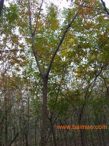 北京栾小苗 北京栾小苗价格 欧枫苗木, 北京栾小苗 北京栾小苗价格 欧枫苗木生产厂家, 北京栾小苗 北京栾小苗价格 欧枫苗木价格