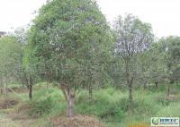 【出售】 浦城绿化别墅景观乔木--【特有】丹桂[供应]_绿化苗木_世界工厂网中国产品信息库