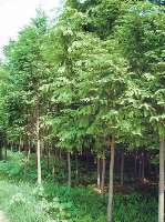 山东菏泽帅勇绿化苗木基地 国槐、白蜡、垂柳、紫薇、栾树、五角枫、紫叶李等