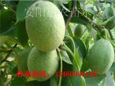 产品展示 河南安阳惠农果树苗木繁育基地