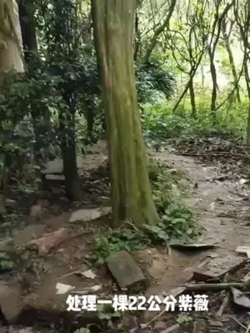 处理一棵22公分紫薇,仅一天时间特价,用得上的速度 金牌苗木人 园林绿化 大量供应绿化苗木供应 精品苗木