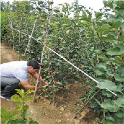 山楂苗几年结果 山楂苗4公分价格及报价 新闻