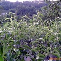 核桃苗,梨苗,猕猴桃苗四川 广元 苍溪苍溪县常生苗木药材开发有限责任公司产品供应第1页