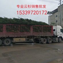  黑龙江省巴彦县奉献植树场 主营 25 30年落叶松树 绿