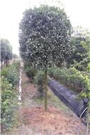 苗木苗圃图片更新 花木图片