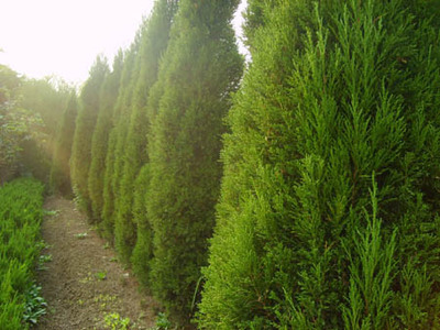蜀桧-江苏省沭阳县花汇友绿化苗木园艺场(产品图片)-产品库-中国花木网