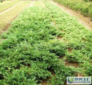 供应大量0湖南长沙工程绿化苗木扑地柏_农副产品_世界工厂网中国产品信息库