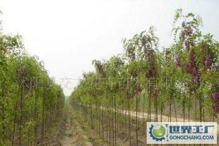 -绿化苗木-香花槐 规格齐全 规格不同价钱不同_农副产品_世界工厂网中国产品信息库