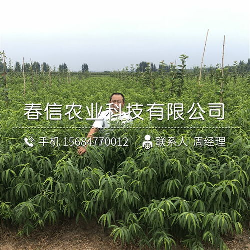 黑桃皇后树苗 2020年黑桃皇后树苗价格