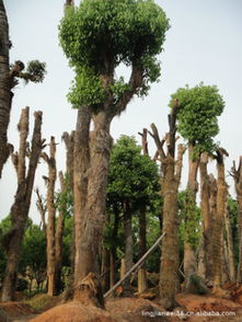香樟精品香樟骨架截杆移栽香樟香樟苗木