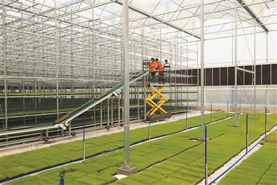 点米成金 增城有 米 农民 有米