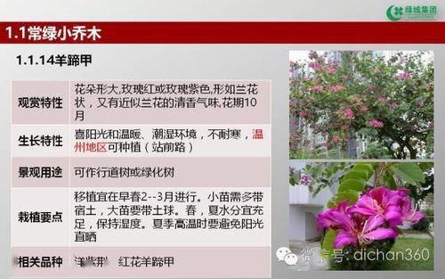 绿城集团园林软景苗木图谱