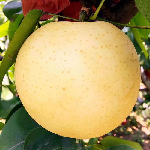 【八月红梨树苗报价、八月红梨树苗价格及基地】- 