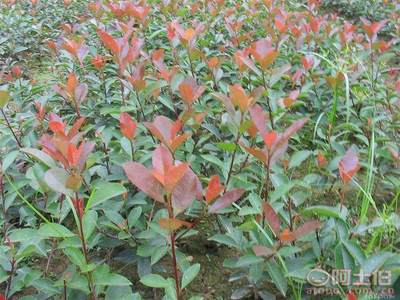 【优质红叶石楠小袋苗直销 福建红叶石楠小苗 灌木小苗红叶石楠】绿化苗木,价格,厂家,供应商,花木,漳浦县闽龙花卉种植园 - 产品库