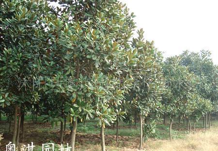 广玉兰杆径1.00-15.00厘米(图)