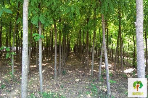 四川泸州刺槐苗木出售 诚信服务