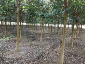 江苏东台三友苗木直销基地