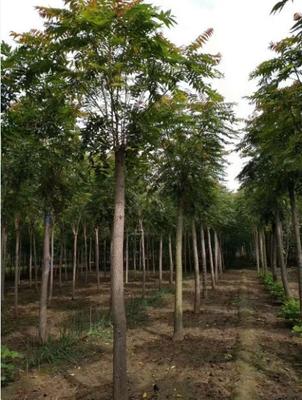 3-10公分臭椿树批发价格