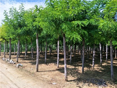 江西工程苗木价格-实惠