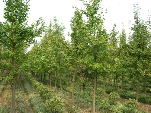 江苏徐州银杏苗木价格_φ3cm银杏苗木价格1.5元/棵-林氏银杏苗圃