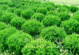 浙江萧山三义苗木场 萧山乔灌木合作社