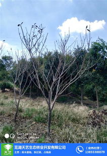 郑州苗木基地 芜湖天艺园林拆迁苗木 园林苗木基地