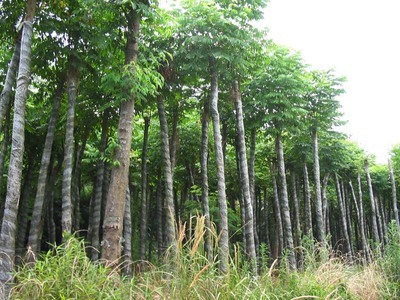 栾树-江苏省沭阳县颜集宏城苗木园艺场(产品图片)-产品库-中国花木网