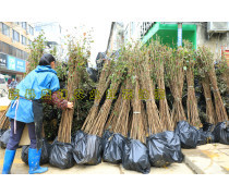 【种子苗木产品库】_价格/图片/厂家_种子苗木第9页 - 产品库