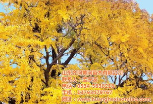 山东银杏苗木 山东银杏苗木图片 黄河苗木公司优质苗木供应商