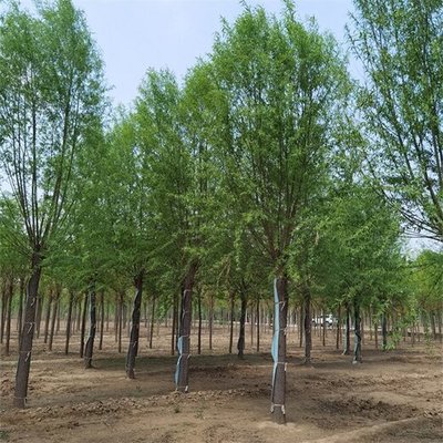 28公分旱柳苗木价格,馒头柳