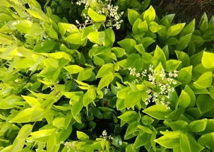 市场趋势,这九大类苗木属于 热门产品