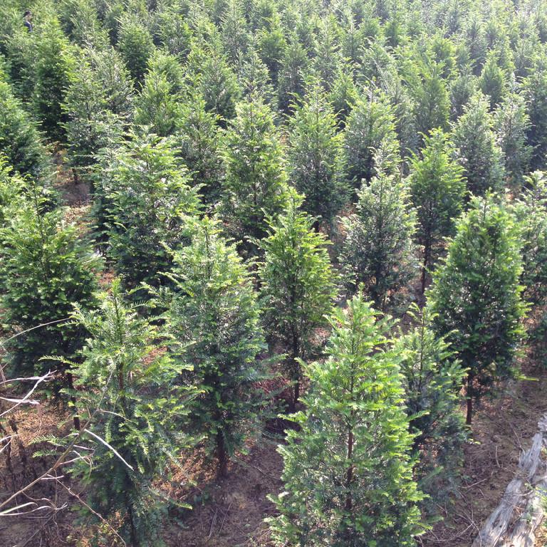 东安县恒信苗木种植农民专业合作社