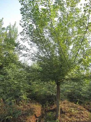 三角枫价格,三角枫树报价,苗圃三角枫苗木价格