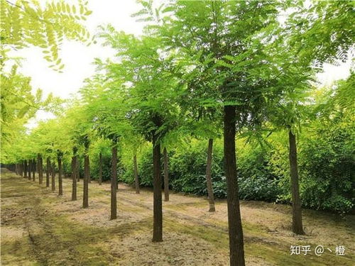 苗木基地 山东园林绿化苗木