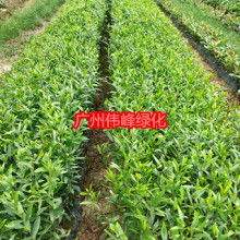 2019绿化苗木价格 报价 绿化苗木批发 第6页 园林网