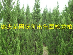 蜀桧 安徽蜀桧 蜀桧特价苗 滁州康杰苗圃 15856651660