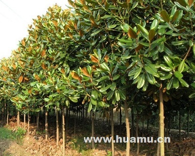 红枫樱花之乡四明山-新杰苗木场产品列表_第1页