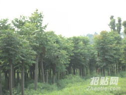 绿化苗木供应 30公分绿化栾树