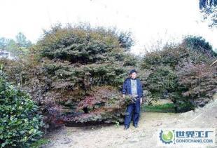 红枫---3-12公分苗木价格_红枫---3-12公分苗木厂家_世界工厂网产品信息库